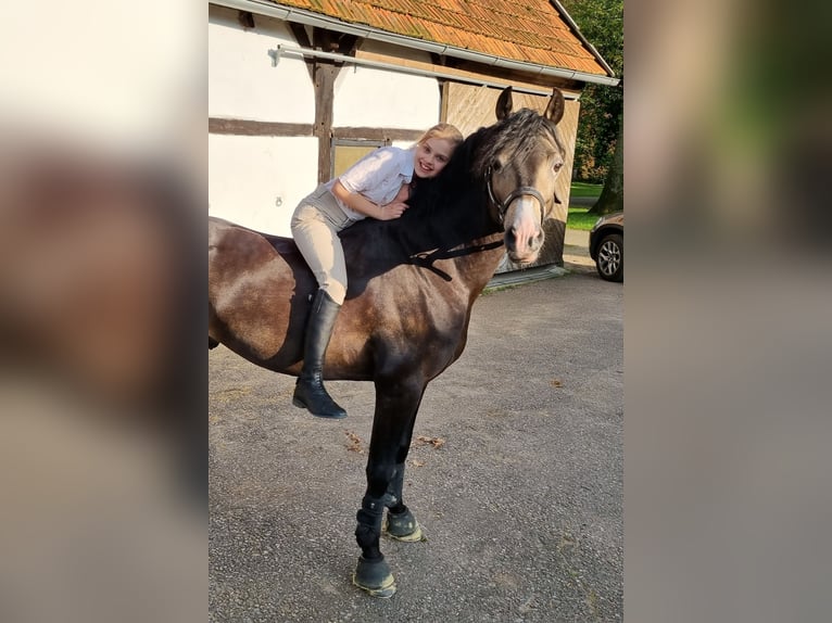 Welsh-B Hengst 9 Jahre 144 cm Buckskin in Velen