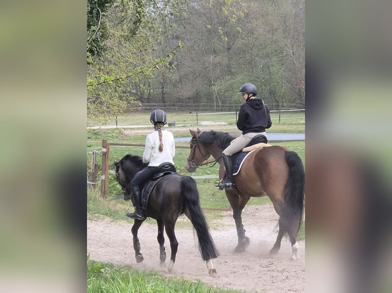 Welsh-B Hengst 9 Jahre 144 cm Buckskin in Velen