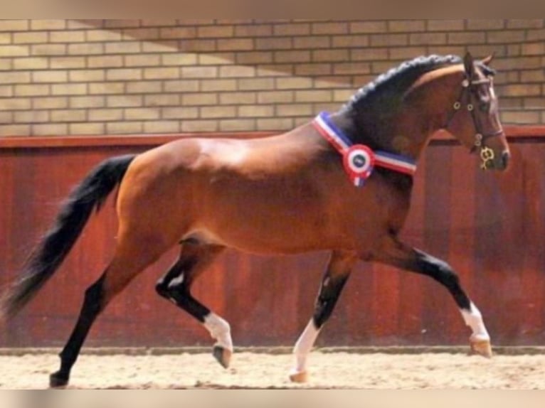 Welsh-B Hengst Brauner in Ihlow Ihlowerfehn