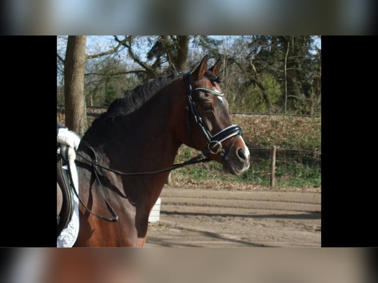Welsh-B Hengst Brauner in Ihlow Ihlowerfehn