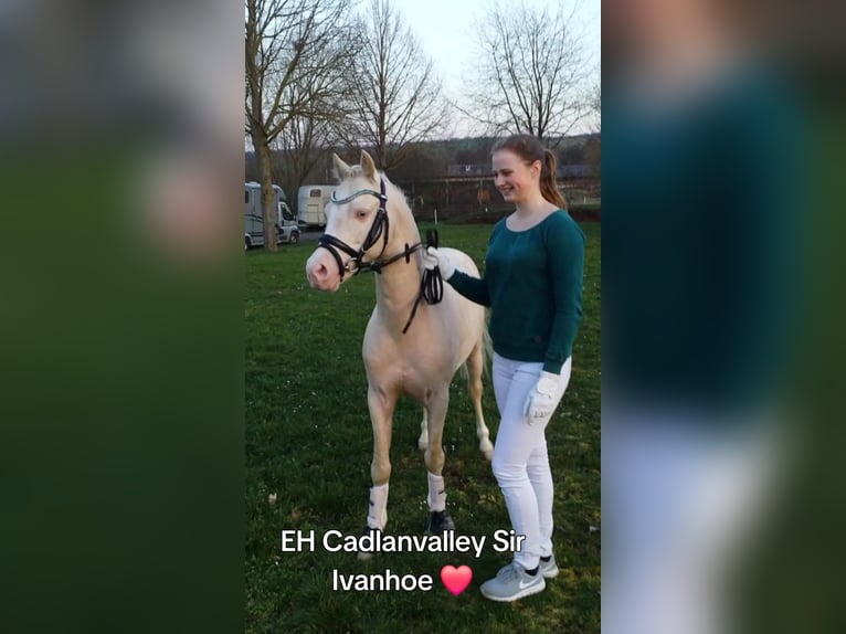 Welsh-B Hengst Cremello in Horhausen