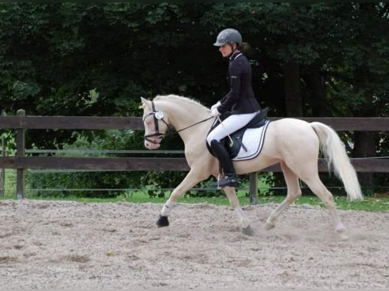 Welsh-B Hengst Cremello in Horhausen