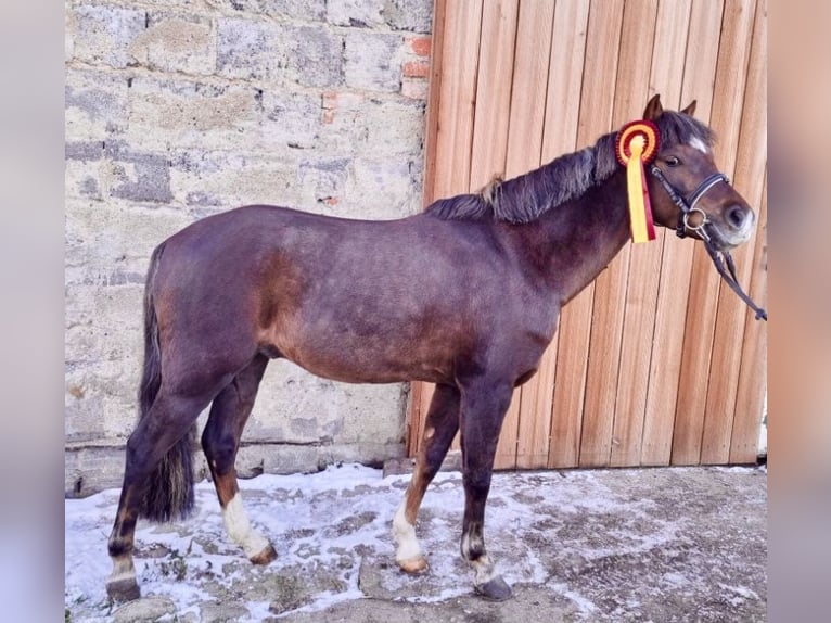 Welsh-B Hengst in Arnstein