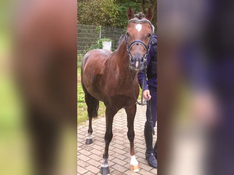 Welsh-B Hengst in Arnstein