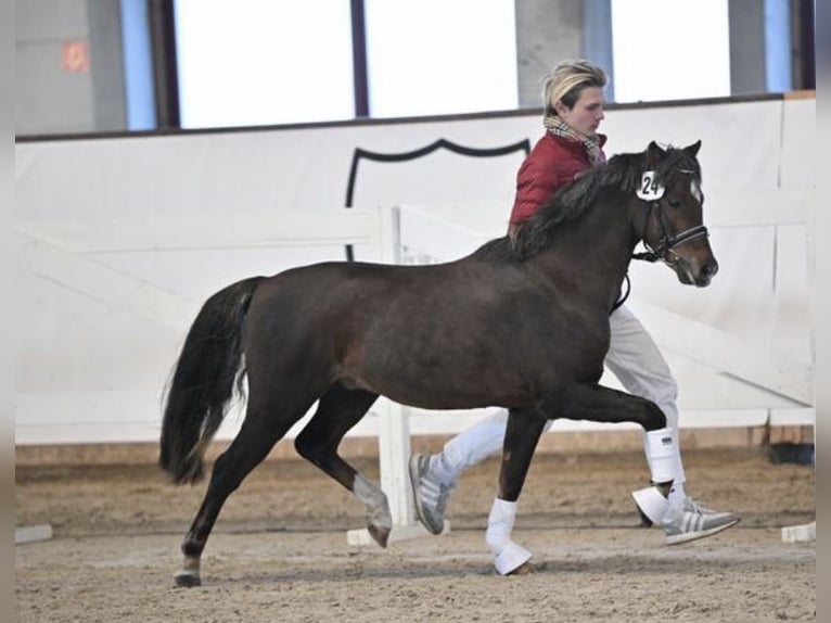 Welsh-B Hengst in Arnstein