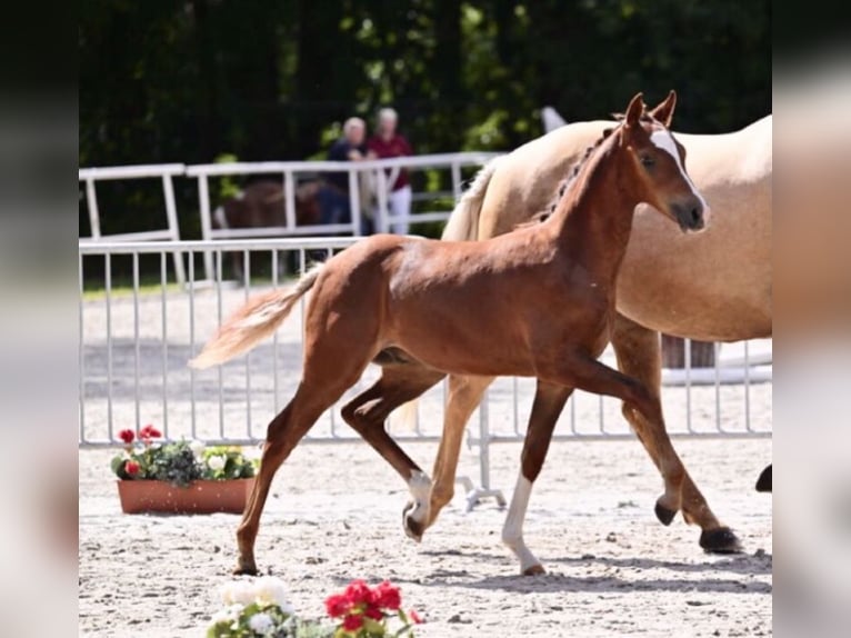 Welsh-B Hengst in Arnstein