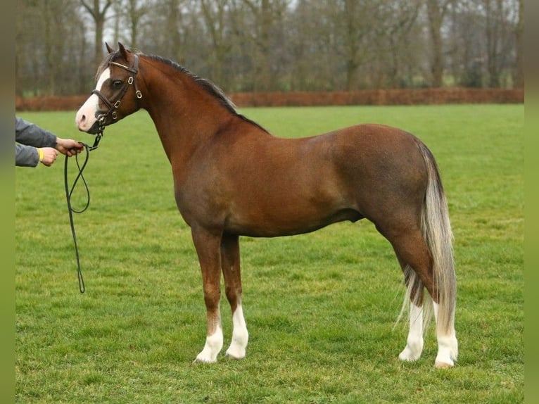 Welsh-B Hengst Fohlen (04/2026) 130 cm Dunkelfuchs in Maashees