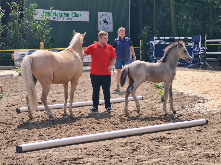 Welsh-B Hengst Fohlen (04/2025) 135 cm Buckskin in Emstek/Halen