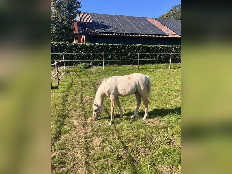 Welsh-B Hengst Fohlen (04/2026) 135 cm Palomino in Molbergen