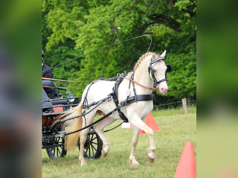 Welsh-B Hengst Perlino in Oetzen