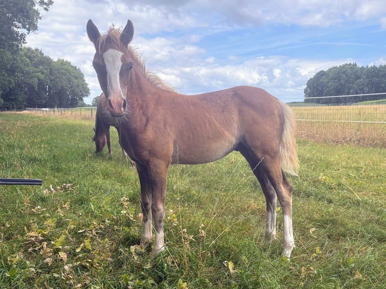 Welsh-B Hengst Veulen (04/2026) 130 cm Donkere-vos in Maashees