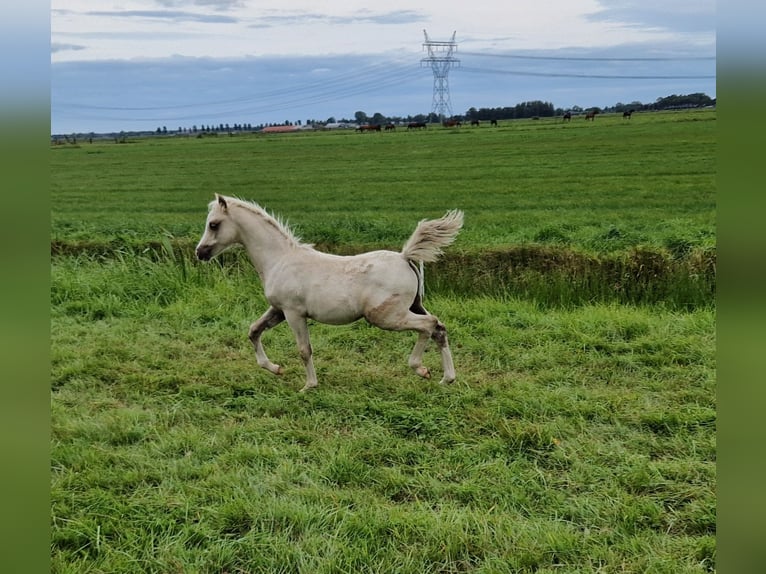 Welsh-B Hengst Veulen (05/2025) 130 cm Palomino in Oldebroek