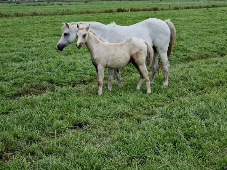 Welsh-B Hengst Veulen (05/2025) 130 cm Palomino in Oldebroek