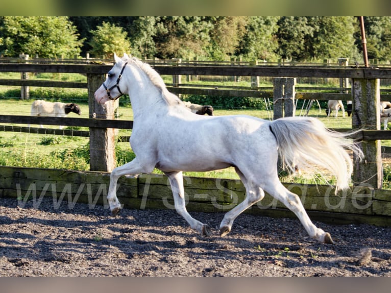 Welsh-B Hengst in Meerbusch