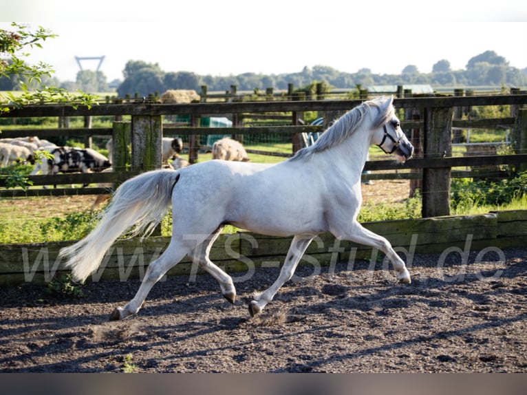 Welsh-B Hengst in Meerbusch
