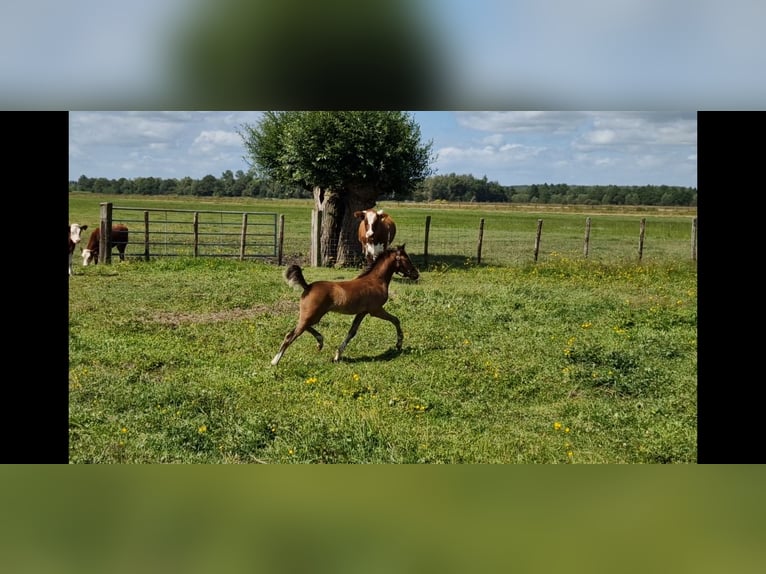 Welsh B Hingst Föl (04/2024) 130 cm Brun in Everdingen