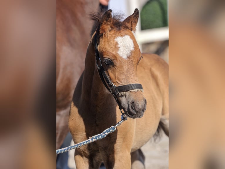 Welsh B Hingst Föl (05/2024) Brun in Hoppenrade