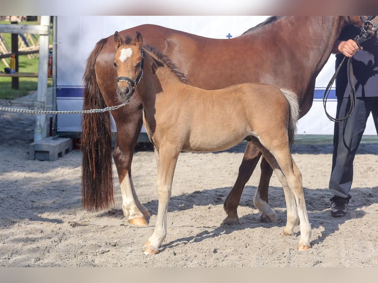 Welsh B Hingst Föl (05/2024) Brun in Hoppenrade