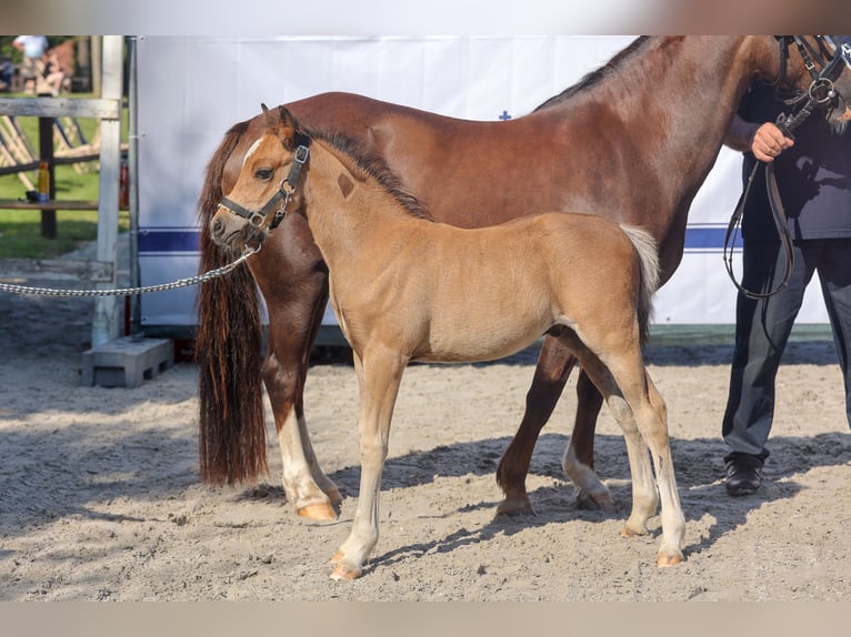 Welsh B Hingst Föl (05/2024) Brun in Hoppenrade