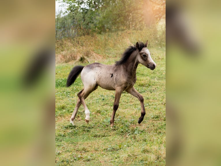 Welsh B Hingst Föl (01/2024) Gråskimmel in Courchavon