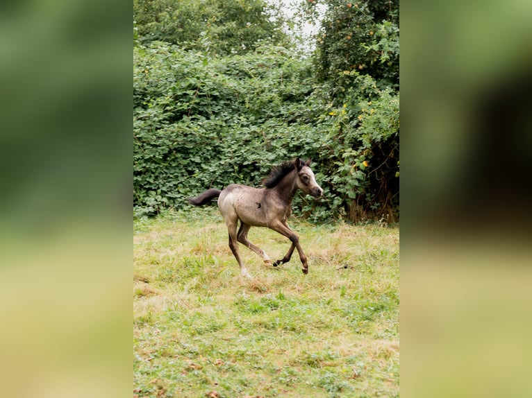 Welsh B Hingst Föl (01/2024) Gråskimmel in Courchavon