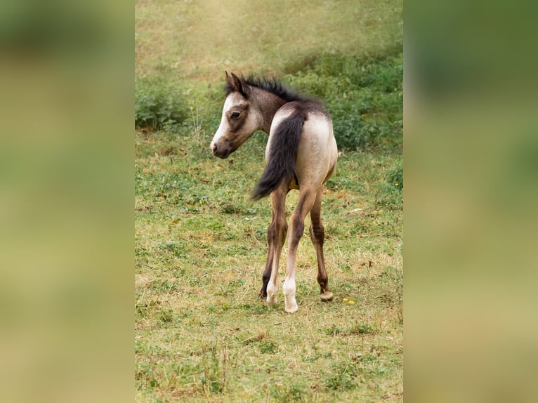 Welsh B Hingst Föl (01/2024) Gråskimmel in Courchavon