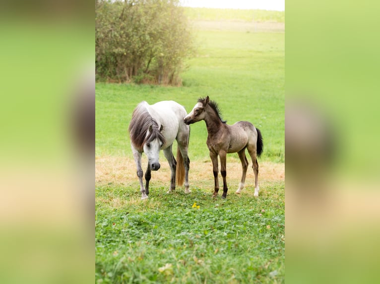 Welsh B Hingst Föl (01/2024) Gråskimmel in Courchavon