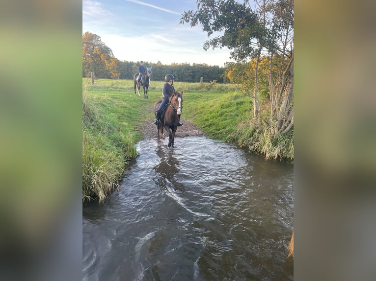 Welsh B Hongre 10 Ans 130 cm Alezan in K&#xFC;rten