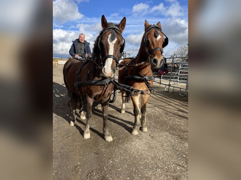 Welsh B Hongre 10 Ans 130 cm Alezan in K&#xFC;rten