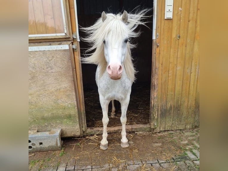 Welsh B Hongre 10 Ans 130 cm Gris in Rennerod