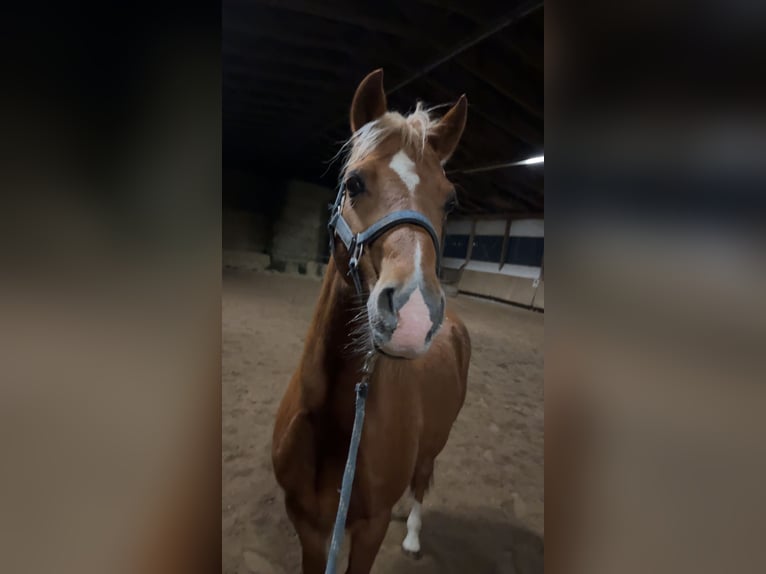 Welsh B Hongre 10 Ans 131 cm Alezan in Veringenstadt