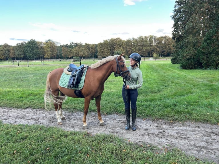 Welsh B Hongre 10 Ans 131 cm Alezan in Veringenstadt