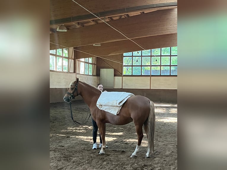 Welsh B Hongre 10 Ans 131 cm Alezan in Veringenstadt