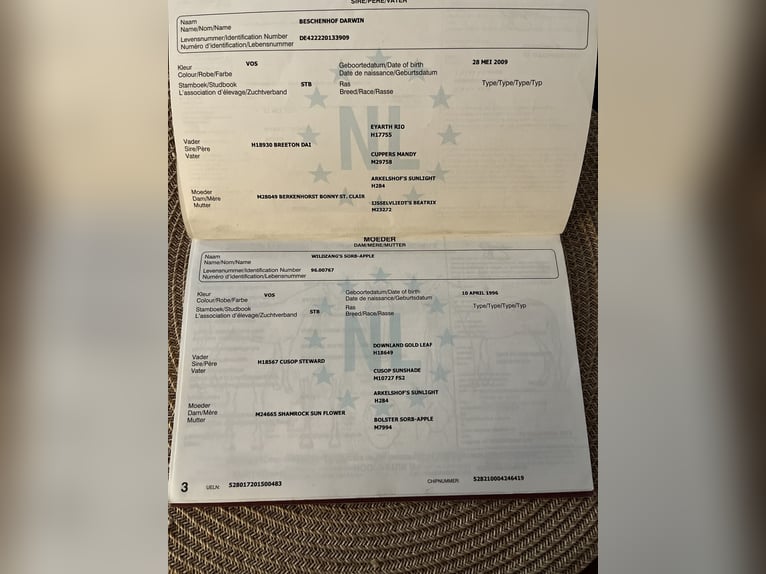 Welsh B Hongre 10 Ans 131 cm Alezan in Veringenstadt