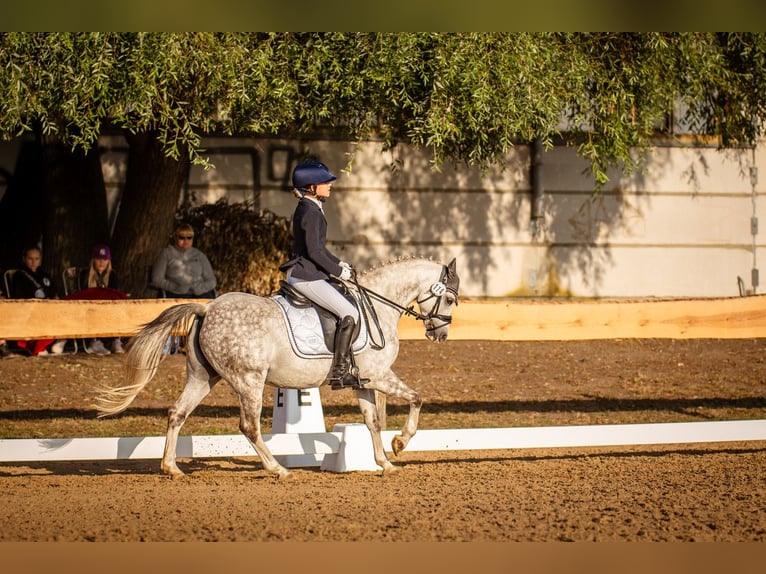 Welsh B Hongre 10 Ans 132 cm Gris pommelé in Berlin