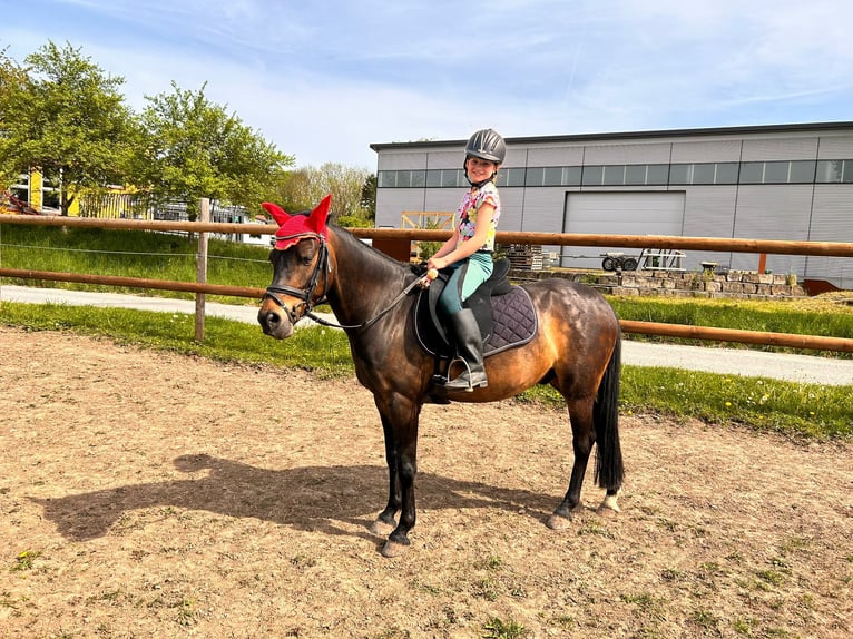 Welsh B Hongre 10 Ans 134 cm Bai brun in Dingolshausen