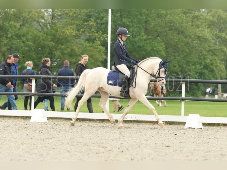 Welsh B Hongre 10 Ans 136 cm Cremello in Zandpol