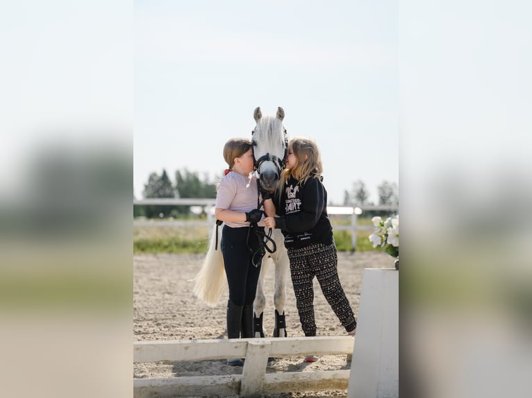 Welsh B Hongre 11 Ans 125 cm  in GROTE-BROGEL