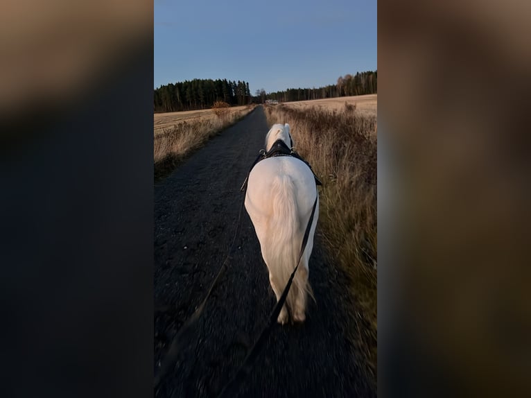 Welsh B Hongre 11 Ans 125 cm  in GROTE-BROGEL