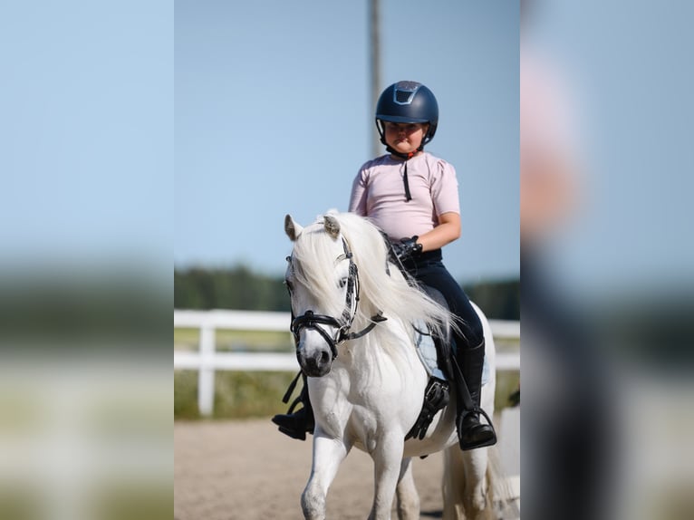 Welsh B Hongre 11 Ans 125 cm  in GROTE-BROGEL