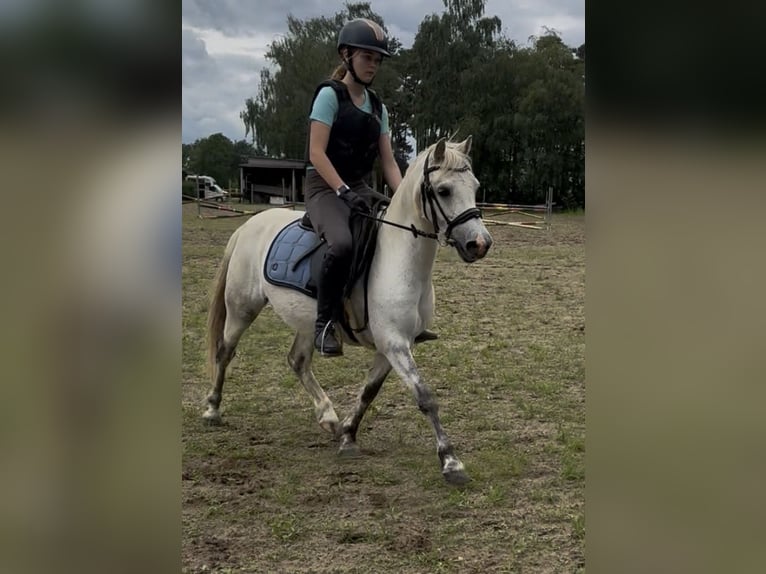 Welsh B Hongre 11 Ans 125 cm Rouan bleu in Lille