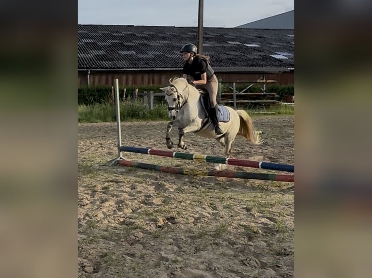 Welsh B Hongre 11 Ans 125 cm Rouan bleu in Lille
