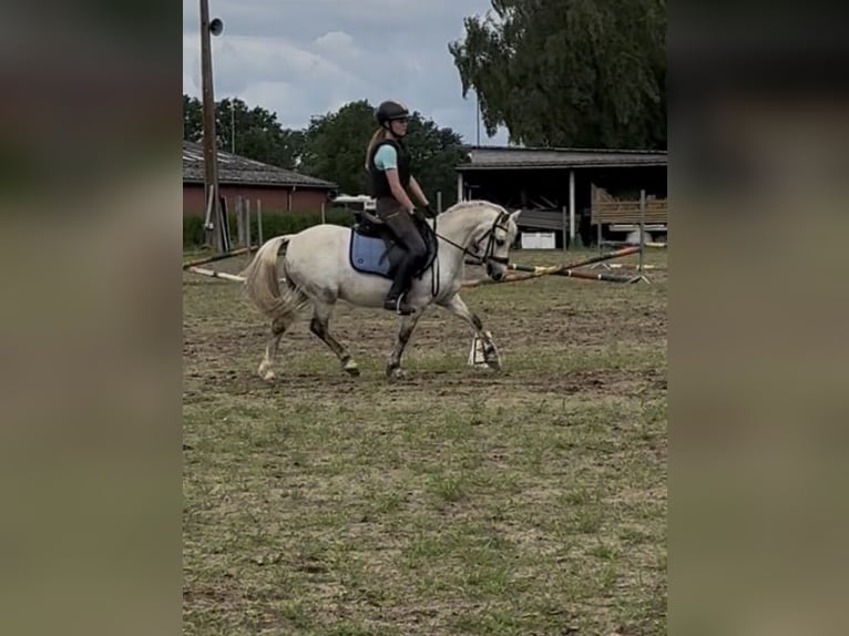 Welsh B Hongre 11 Ans 125 cm Rouan bleu in Lille