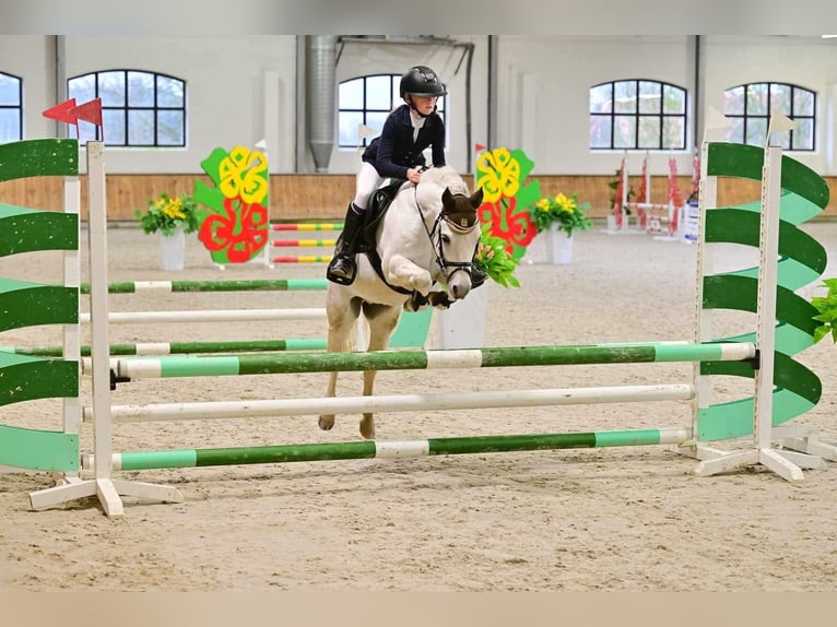 Welsh B Hongre 11 Ans 126 cm Gris in Olsztyn