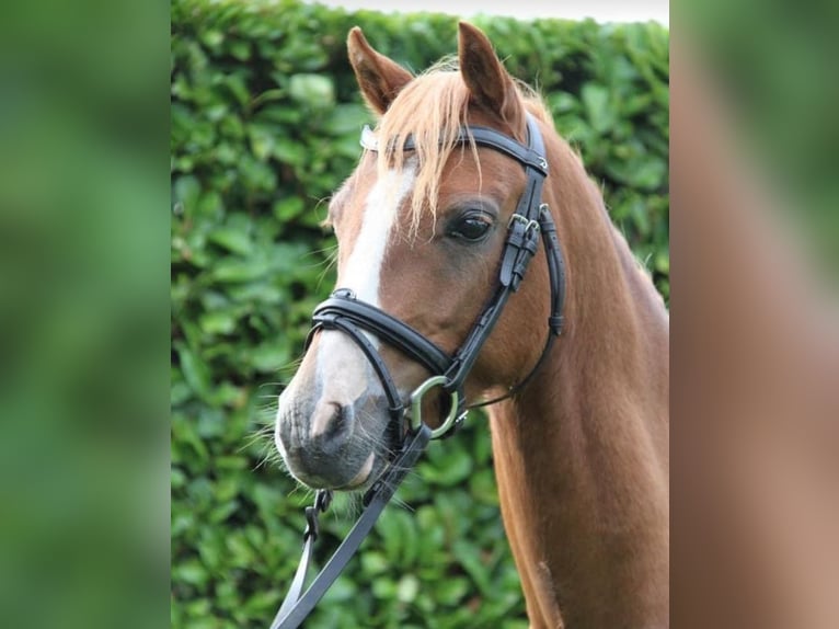 Welsh B Hongre 11 Ans 130 cm Alezan in Belsele