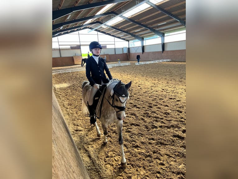 Welsh B Hongre 11 Ans 132 cm Gris pommelé in Berlin