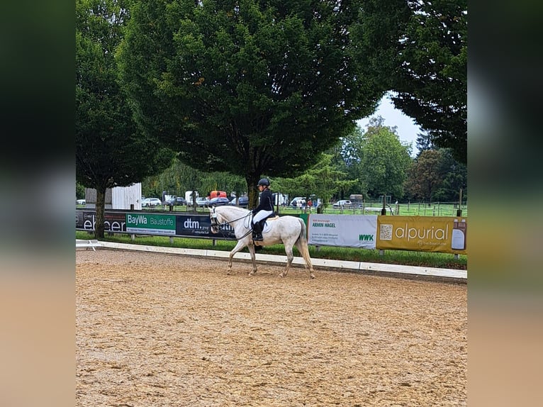 Welsh B Hongre 11 Ans 136 cm Gris in Aichstetten