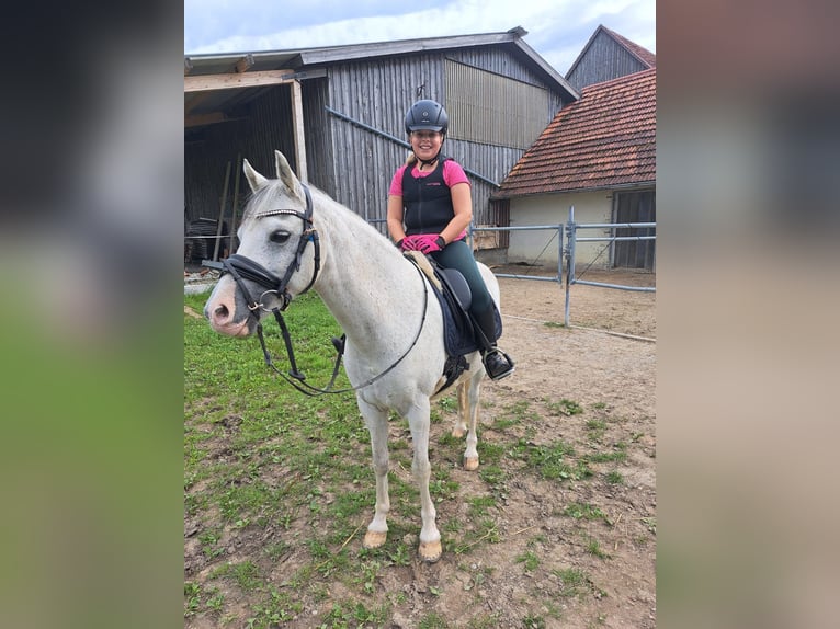 Welsh B Hongre 11 Ans 136 cm Gris in Aichstetten