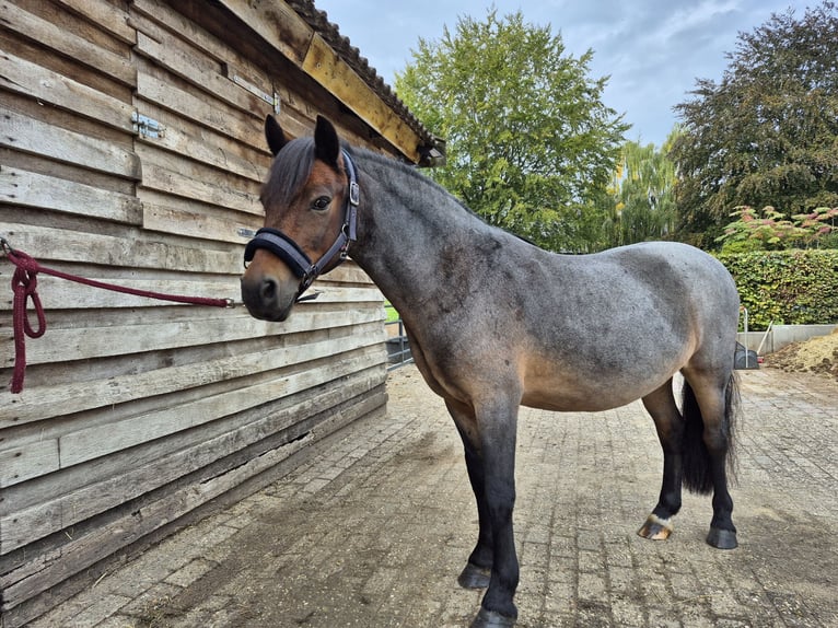 Welsh B Croisé Hongre 12 Ans 128 cm Roan-Bay in Uelsen