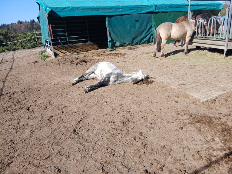 Welsh B Hongre 12 Ans 130 cm Gris in Neulingen